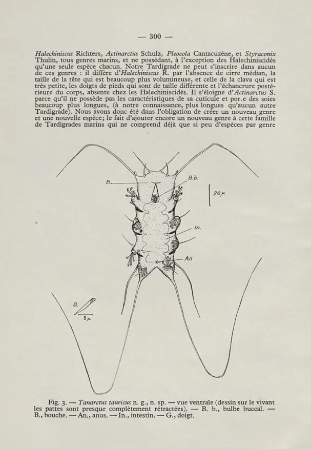 Fig.  3.   —   Tanarctus  tauricus n.  g.,  n.  sp. — vue ventrale (dessin sur le vivant  les  pattes  sont  presque  complètement  rétractées)