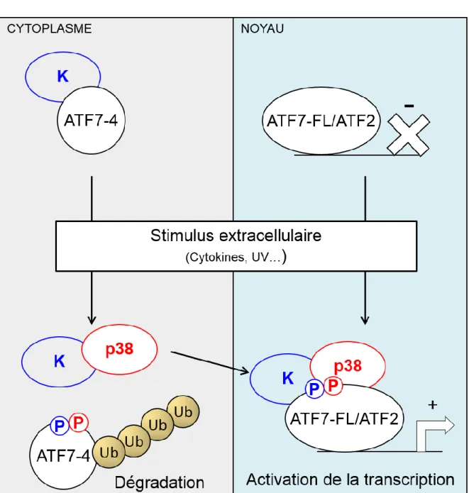Figure 11 : Modèle de rétention des kinases par la protéine ATF7-4. 