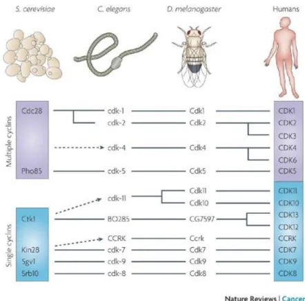 Figure 15: L’évolution des CDKs chez les Eucaryotes première légende qui complète admirablement ce qui est  décrit dans le texte)
