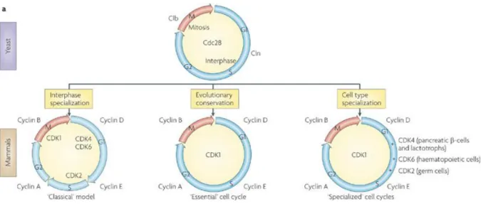 Figure 18  :  Comparaison du cycle cellulaire de la levure et des mammifères. 