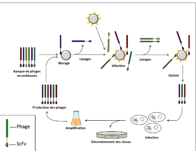 Figure 26 : Les cycles de sélection de scFv par la stratégie du « phage display ». 