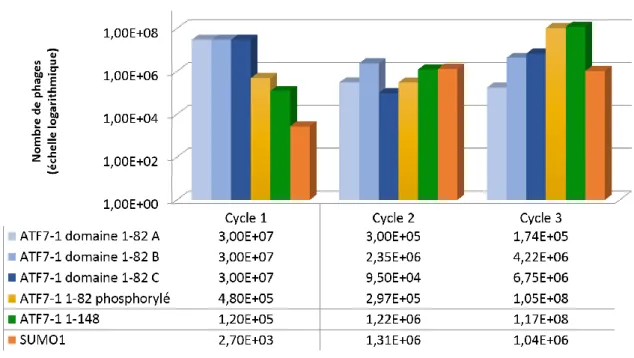 Figure 28 : Profil du nombre de phage élués à chaque cycle de sélection pour chacune des sélections 