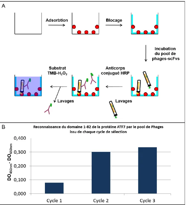 Figure 29 : Analyse de la qualité globale du pool de phages-scFvs 