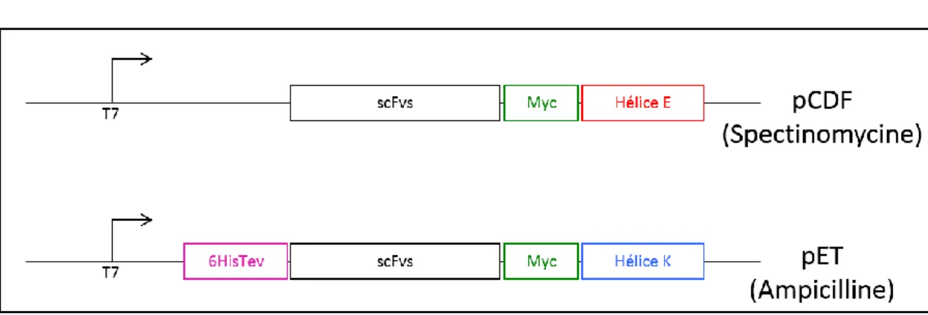 Figure 33 : Les constructions qui permettent l’expression des scFvs en fusion avec les hélices