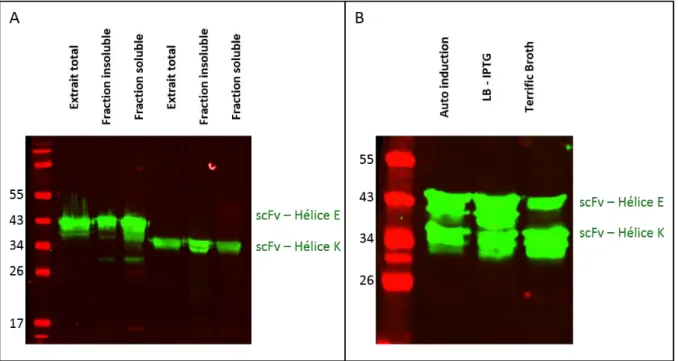Figure 34 : Analyses par « western blot » de l’expression des fusions scFvs-hélices. 