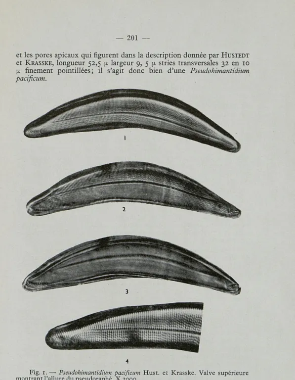 Fig.  r.  —  Pseudohimantidium  pacificum  Hust.  et  Krasske.  Valve  supérieure  montrant l'allure du pseudoraphé