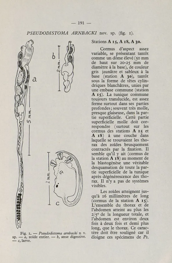 Fig.  I.  —  Pseudodistoma  arnbacki  n  v. 