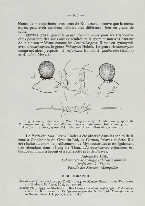 Fig.  1.   —   1,  périthèce  de  Peritrichospora  intégra  Linder.  —  2,  spore  de  P