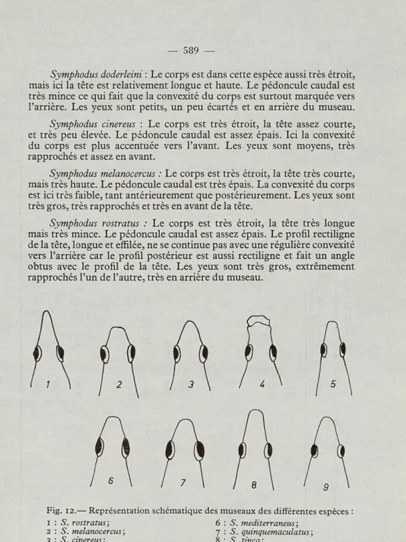 Fig.  12.— Représentation schématique des museaux des différentes espèces  :  1  :  S