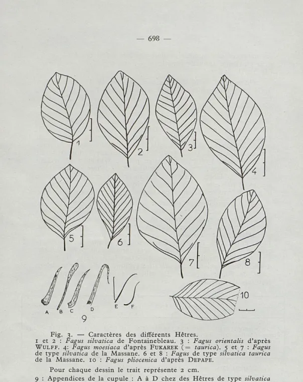 Fig.   3.   —  Caractères  des  différents  Hêtres. 