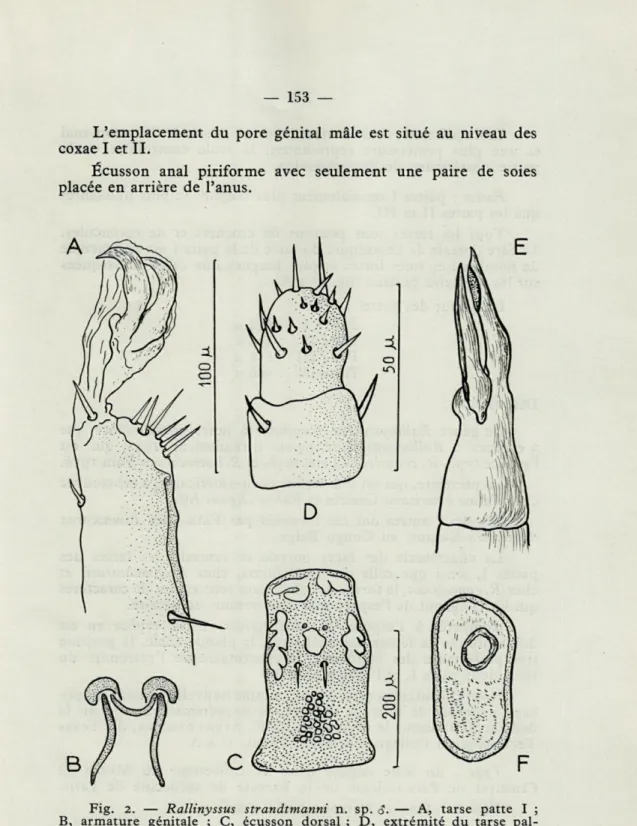 Fig.  2.   —   Rallinyssus  strandtmanni  n.  sp.  &lt;J.   —   A,  tarse  patte  I  ;  B,  armature  génitale  ;  C,  écusson  dorsal  ;  D,  extrémité  du  tarse   pal-pal  ;  E,  chélicère  ;  F,  stigmate  et  péritrème