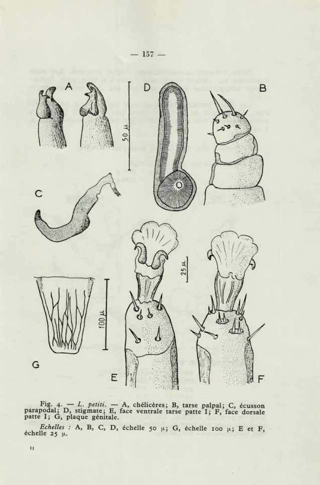 Fig.  4.   —   L.  petiti.  —  A,  chélicères;  B,  tarse  palpai;  C,  écusson  parapodal;  D,  stigmate;  E,  face  ventrale  tarse  patte  I;  F,  face  dorsale  patte  I;  G,  plaque  génitale