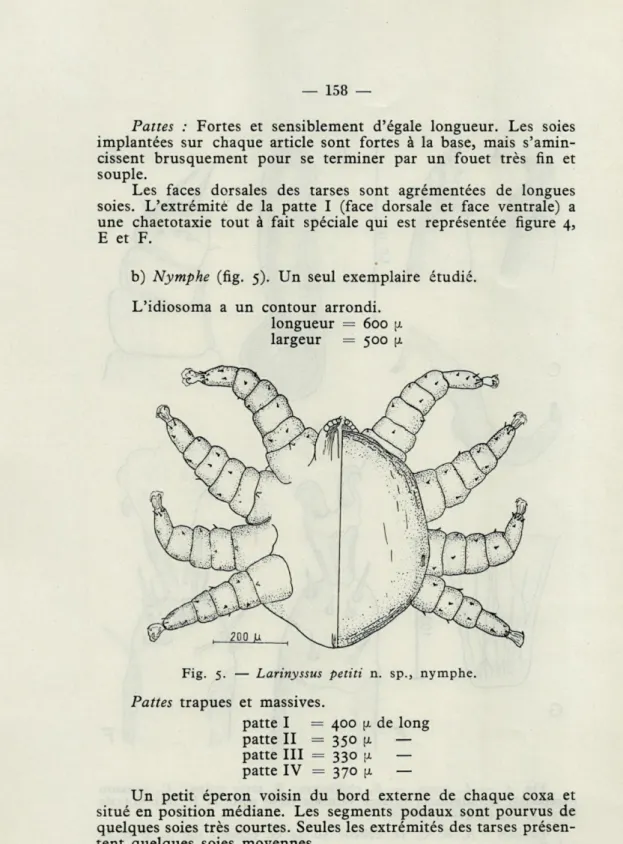 Fig.  5.   —   Larinyssus  petiti  n.  sp.,  nymphe. 