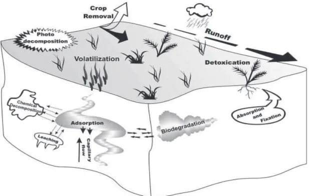 Figure I-1. Processes driving the fate of pesticides in the environment (Andreu and Picó,  2004)