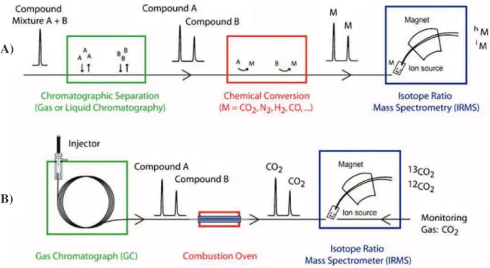 Figure  II-1.  The  principle  (A)  and  instrumentation  (B)  of  compound-specific  isotope  analysis  by  gas  chromatography  combustion  isotope  ratio  mass  spectrometry   (GC-C-IRMS) (Elsner et al., 2012) 