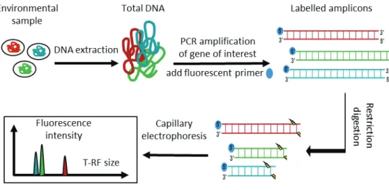 Figure II-5: Main steps of the T-RFLP procedure. Modified from (Penny, 2009) 