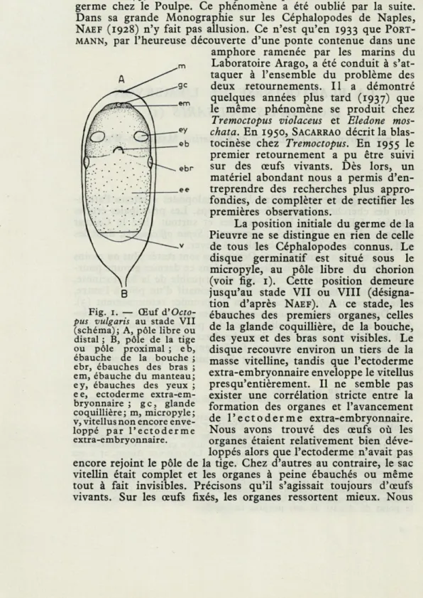 Fig.  1.  —  Œuf  d'Octo- d'Octo-pus  vulgaris  au  stade  VII  (schéma);  A,  pôle  libre  ou  distal  ;  B,  pôle  de  la  tige  ou  pôle  proximal  ;  eb,  ébauche  de  la  bouche  ;  ebr,  ébauches  des  bras  ;  em,  ébauche  du  manteau; 