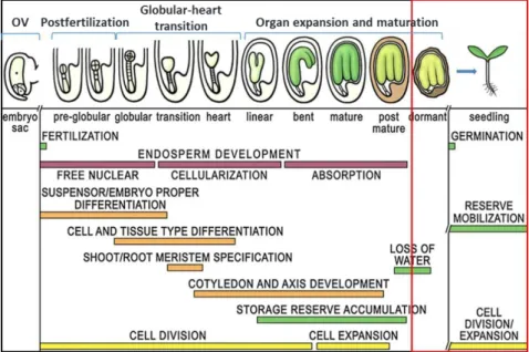 Fig.  1.  A  generalized  overview  of  seed  development  and  stages  of  the  life  cycle