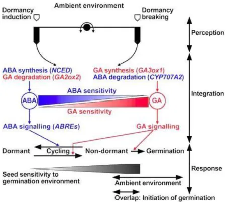 Fig. 5. Model for the regulation of dormancy and germination by abscisic acid (ABA) and gibberellins (GA) in  response  to  the  environment
