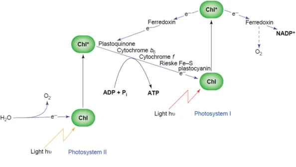 Figure 2: The Z-scheme for photosynthetic electron transfer as envisaged by Hill  and Bendall (1960)