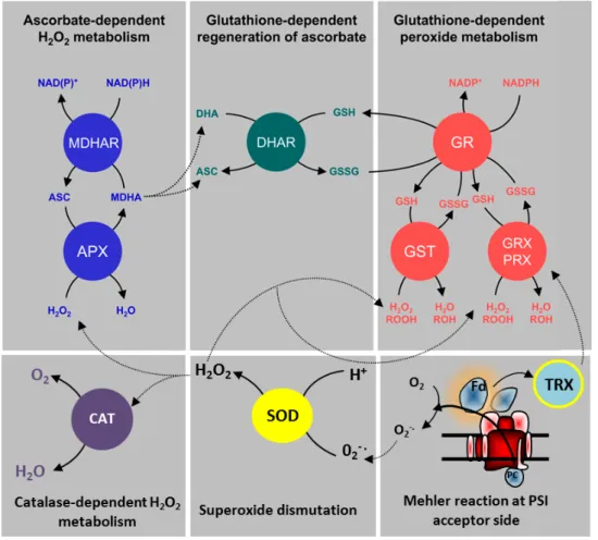 Figure 6: The « water-water cycle » and the antioxidant system involved in ROS removal at the level of PSI