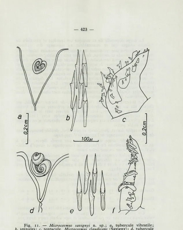 Fig.  il.  —  Microcosmus  savignyi  n.  sp.;  a,  tubercule  vibratile; 
