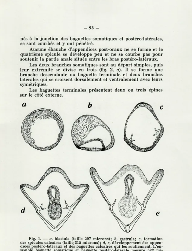 Fig.  1.  —  a,  blastula  (taille  297  microns);  b,  gastrula;  c,  formation  des  spicules  calcaires  (taille  315  microns);  d,  e,  développement  des   appen-dices  postéro-latéraux  et  des  baguettes  calcaires  qui  les  soutiennent