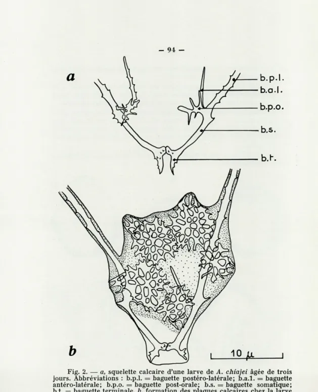 Fig.  2.  —  a,  squelette  calcaire  d'une  larve  de  A.  chiajei  âgée  de  trois  jours