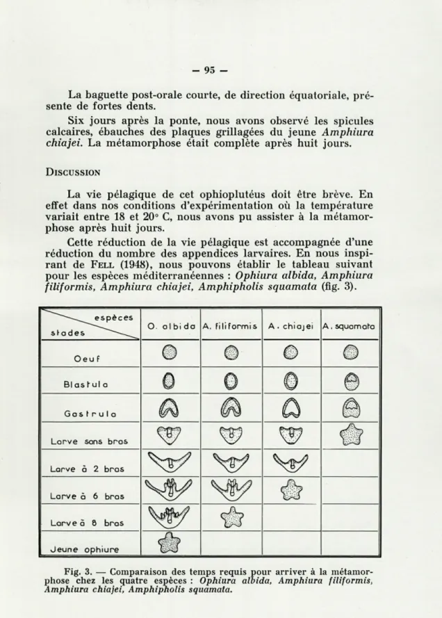 Fig.  3.  —  Comparaison  des  temps  requis  pour  arriver  à  la  métamor- métamor-phose  chez  les  quatre  espèces  :  Ophiura  albida,  Amphiura  filiformis,  Amphiura  chiajei,  Amphipholis  squamata