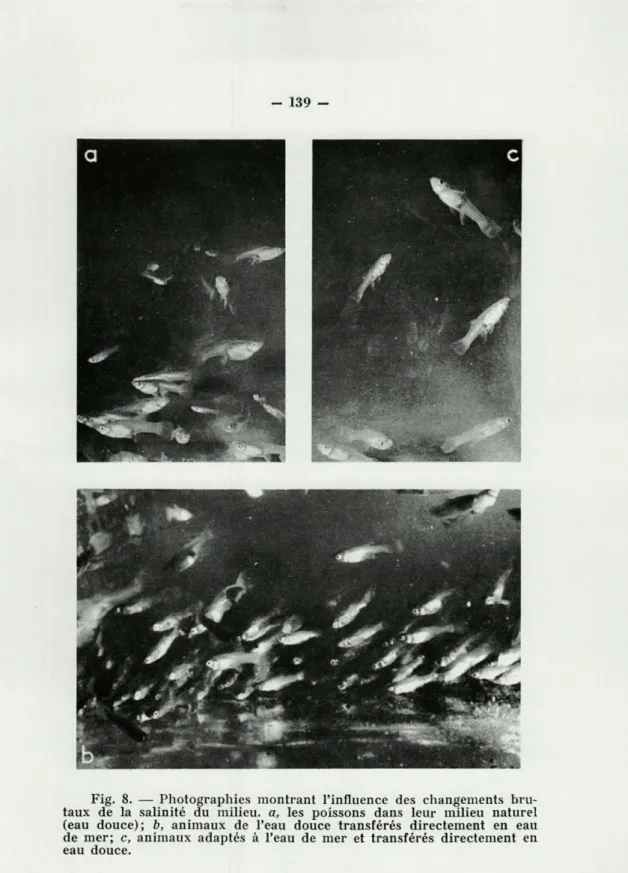 Fig.  8.  —  Photographies  montrant  l'influence  des  changements  bru- bru-taux  de  la  salinité  du  milieu,  a,  les  poissons  dans  leur  milieu  naturel  (eau  douce);  b,  animaux  de  l'eau  douce  transférés  directement  en  eau  de  mer;  c, 