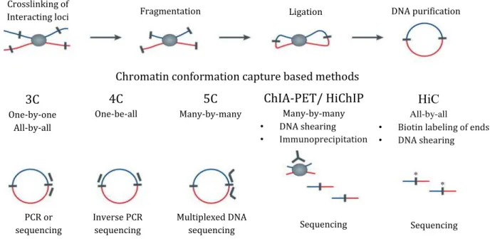 Figure 3. 3C based techniques. Adapted from  82 . 