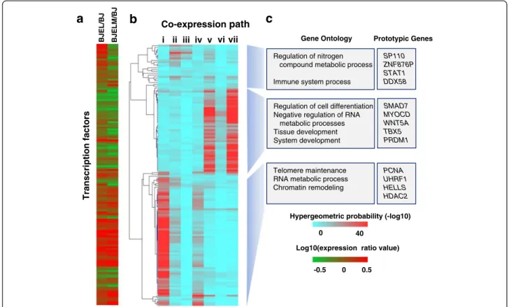 Fig. 2 Association of key transcription factors (TFs) with co-expression pathways. Using the CellNet database of TF – TG associations revealed 142 TFs that were associated with more than 10 % of DEGs