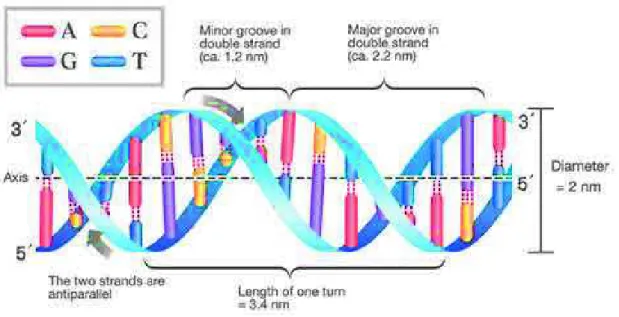 Figure 1.8: Schematic representation of a double-stranded DNA [50].