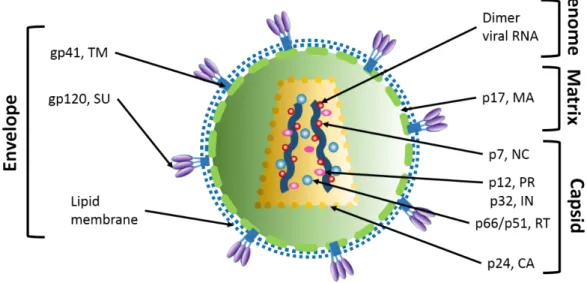 Figure 1.3.1. Structure of the mature HIV virion. Main structural departments of the virion are: 