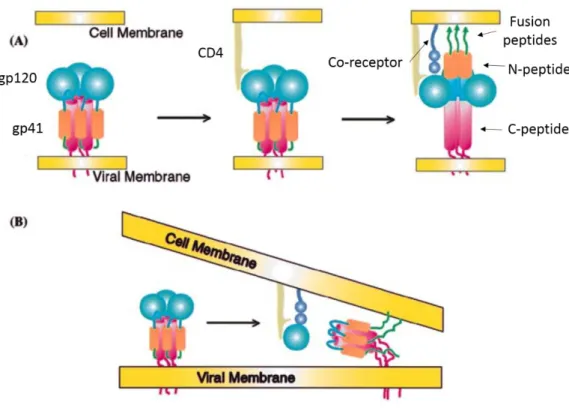 Figure  1.3.6.  CD4  and  chemokine  receptor  induced  fusion  of  the  viral  and  cellular  membranes  followed by reorientation of the TM protein