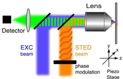 Figure 1.7.19. Basic setup of STED microscopy. It is composed of two laser beams, phase modulator,  piezo stage, lenses and detector (Adapted from (Farahani, Schibler et al
