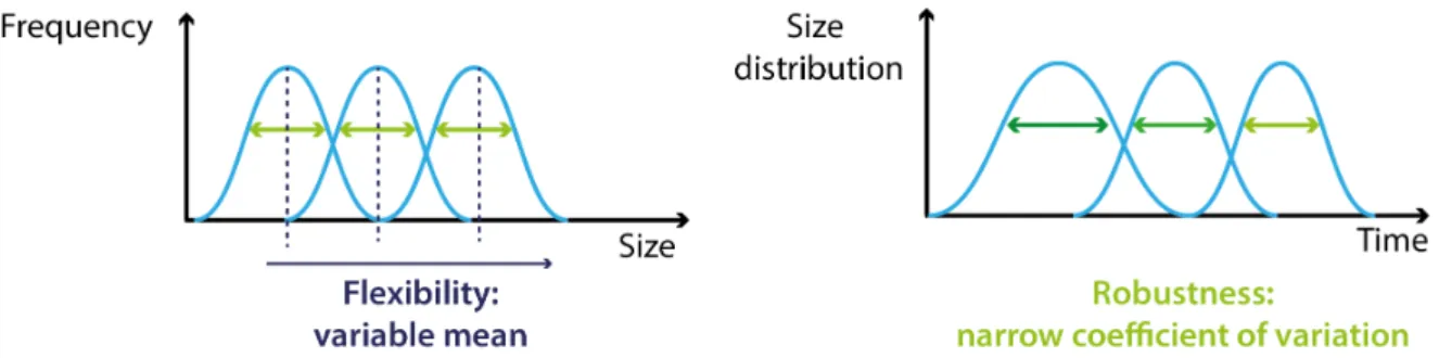 Figure 1.1: Robustness and flexibility of size homeostasis. A size homeostasis mechanism typically shows two distinct properties