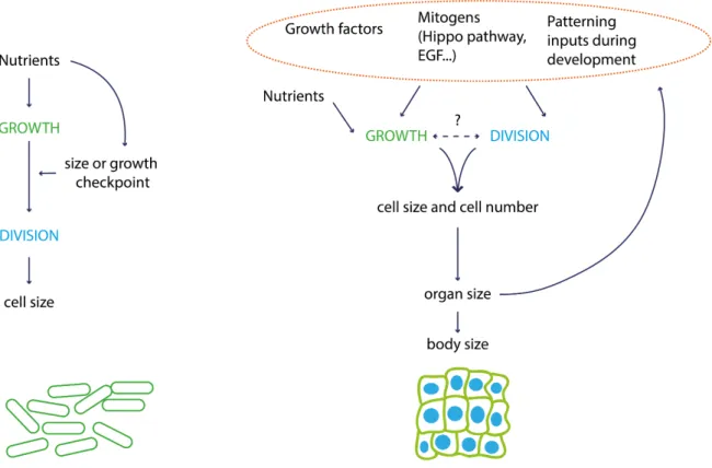 Figure 1.2: Growth and division in multicellular vs. unicellular organisms. How growth and cell cycle progression are regulated is a different question in unicellular and multicellular organisms.