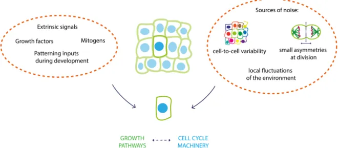 Figure 1.3: How do single cell integrate extrinsic regulatory signals? In a tissue, cells must integrate extrinsic regulatory signals such as growth factors, mitogens or patterning inputs during development
