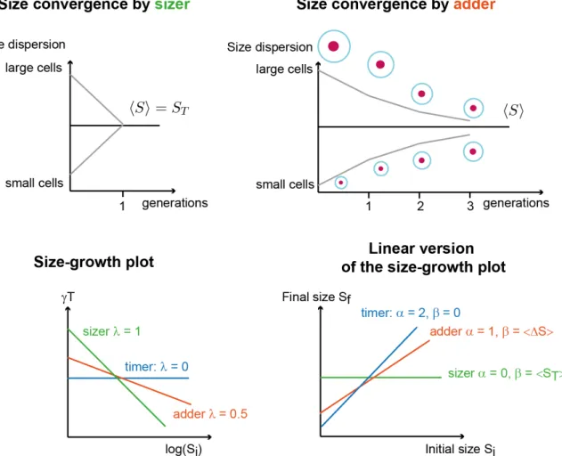 Figure 2.1: Sizer and adder. Top: in case of a sizer, size converge within one generation since size at division S f = S T the target size in the population, independently of the initial size