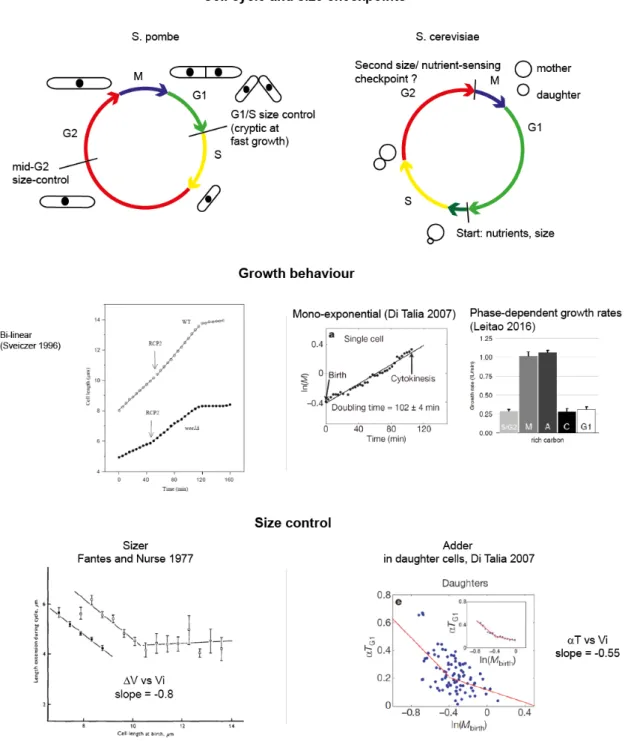 Figure 3.3: Cell cycle and size control in S. cerevisiae and S. pombe (continued next page)