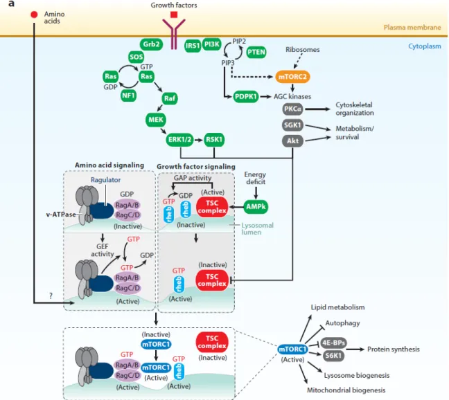 Figure 4.1: The mTOR pathway in mammalian cells. Extra-cellular amino acid and growth factors activate the mTOR pathway