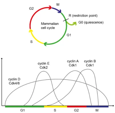 Figure 4.2: Cell cycle progression in mammalian cells. Top: Early in the cell cycle, the cell can either enter a quiescent state (G0) or commit to a new round of division and enter G1.