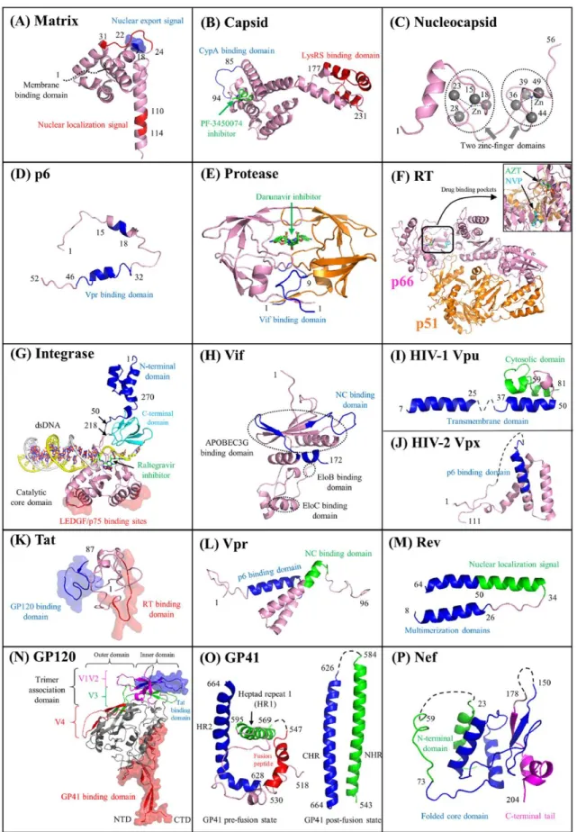 Figure  5.  Functional  domains  of  HIV  proteins.  Cartoon  representations  of  HIV  proteins  (matrix, capsid, nucleocapsid, p6, protease, RT, integrase, Vif, Vpu, Vpx, Tat, Vpr,  Rev, GP120, GP41, and Nef)