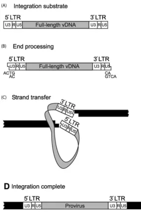 Figure 7. Integration of vDNA into the host chromosome is the final step of early infection