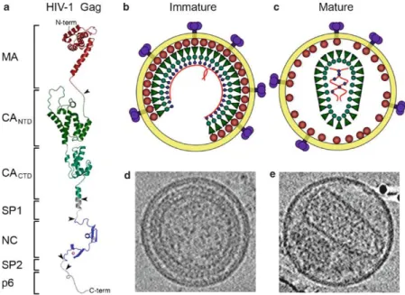 Figure 9 Organization of the immature and mature HIV-1 virions. Schematic structural model  of  full  length  HIV-1  Gag  (a)