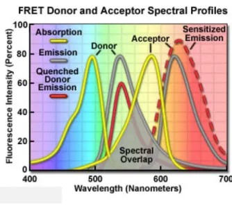 Figure 4: Fluorescent Resonance Energy Transfer FRET diagram showing donor and acceptor spectral profiles: Overlap (grey area) between the donor emission (central gray curve) and acceptor absorption spectra (central yellow curve) is required for the proces