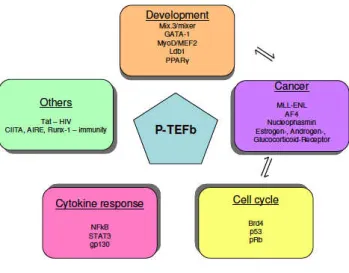 Figure 25: Role of P-TEFb in a broad spectrum of biological processes P-TEFb (blue pentagon) participates in many different biological processes, such as development (light orange oval), cancer (violet oval), cell cycle (yellow oval), cytokine response (pi
