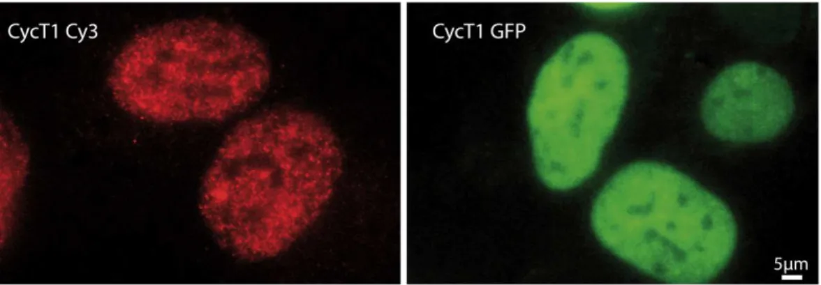 Figure 28: Endogenous and exogenous CycT1 distribution Immunofluorescence image of P-TEFb(left) and a CycT1-GFP stable cell line(right)