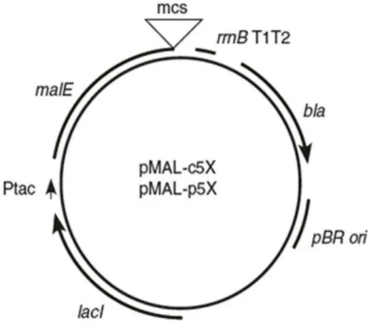 Figure 17: Schematic representation of the pMAL-c5X. It contains the hybrid Ptac promoter, the  malE  gene  that  codes  the  MBP  fusion  protein,  a  pBR  ori  and  the  lacI  gene  that  codes  the  LacI  repressor